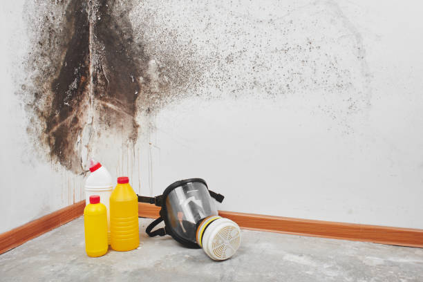 Best Basement Mold Remediation in North Patchogue, NY