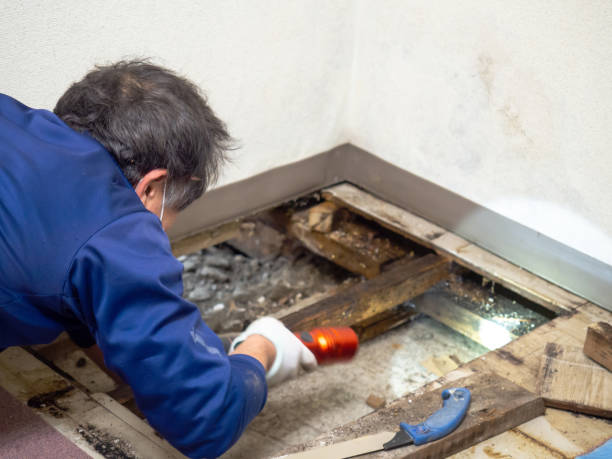 Best Insurance-Related Mold Remediation in North Patchogue, NY