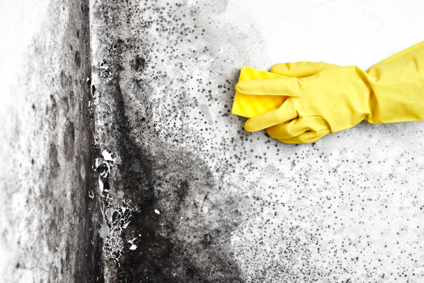 Best Bathroom Mold Remediation in North Patchogue, NY