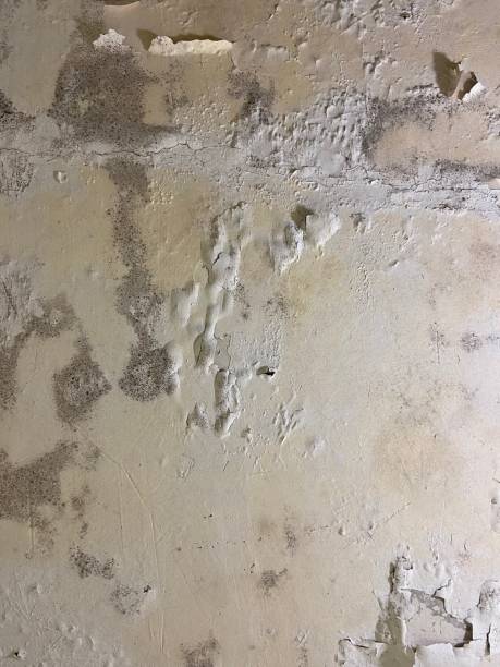  North Patchogue, NY Mold Removal Pros