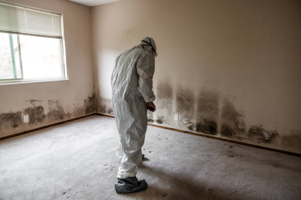 Trusted North Patchogue, NY Mold Remediation Experts