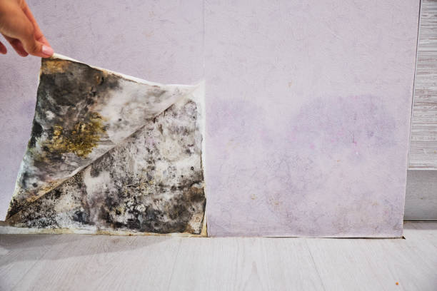 Best DIY Mold Remediation Support Services in North Patchogue, NY